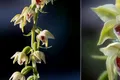 O nouă specie de orhidee a fost descoperită în România