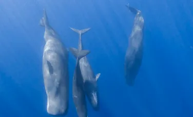 Cașaloții vorbesc aproape la fel ca oamenii, au descoperit cercetătorii