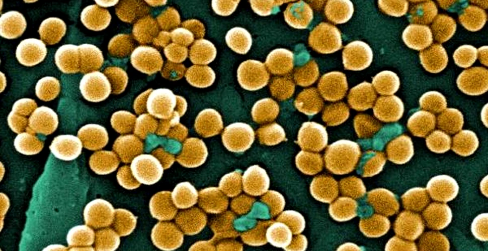 Pielea umana, gazda a sute de comunitati de bacterii