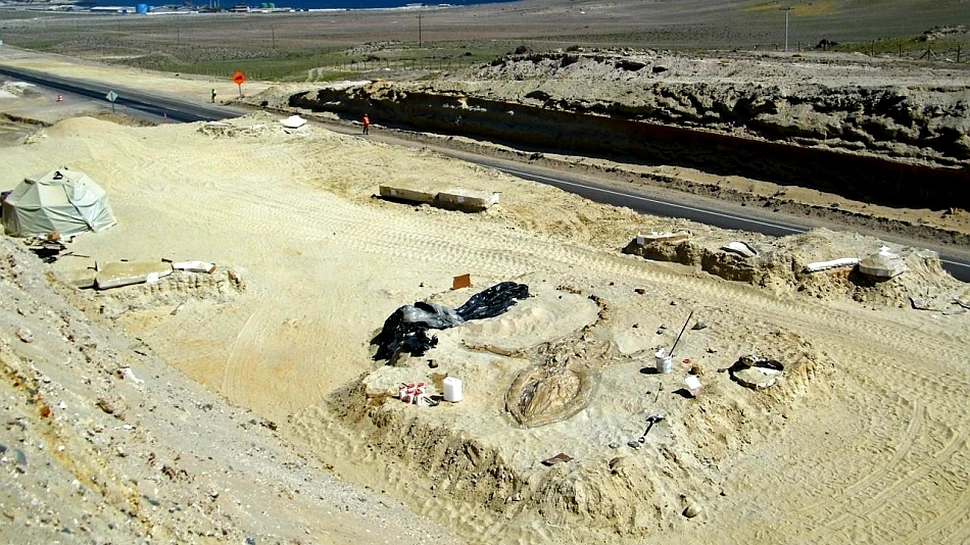 Ce caută balenele în deşert?