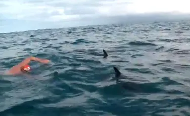 Reacţia impresionantă a unor delfini, când au văzut că înotătorul este urmărit de un rechin (VIDEO)