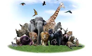 Test de cultură generală. Care animal are cel mai bun simț al mirosului?