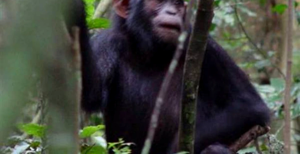 Si fetitele de cimpanzei prefera papusile