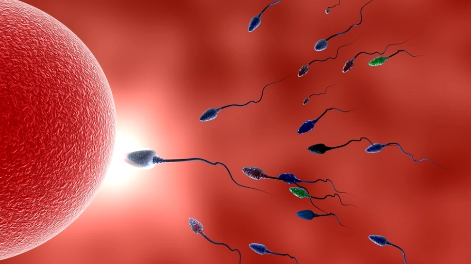 Cea mai veche spermă a putut fi folosită pentru inseminare şi a fost un succes