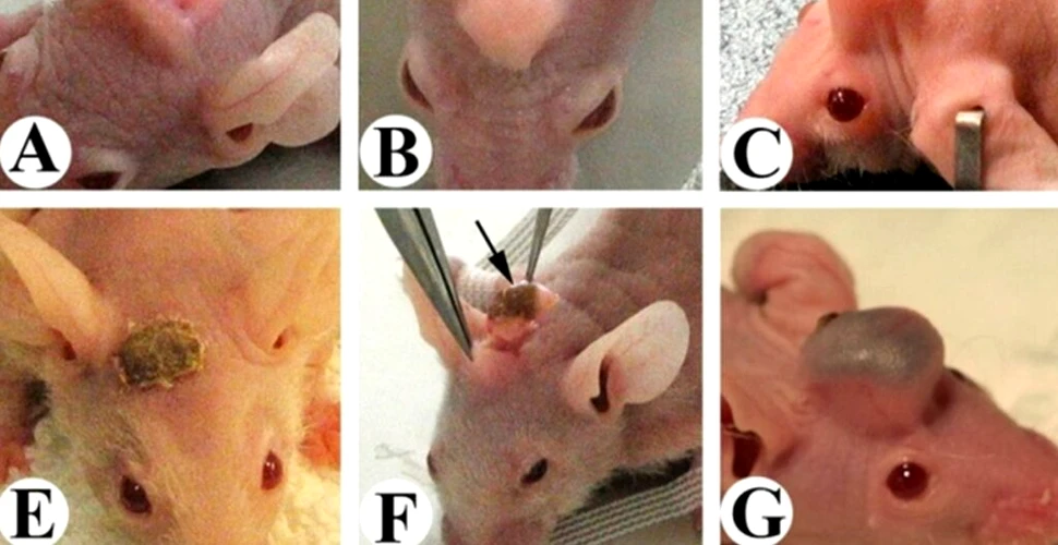 Cercetătorii chinezi au folosit celule stem pentru a crea șoareci cu coarne de cerb