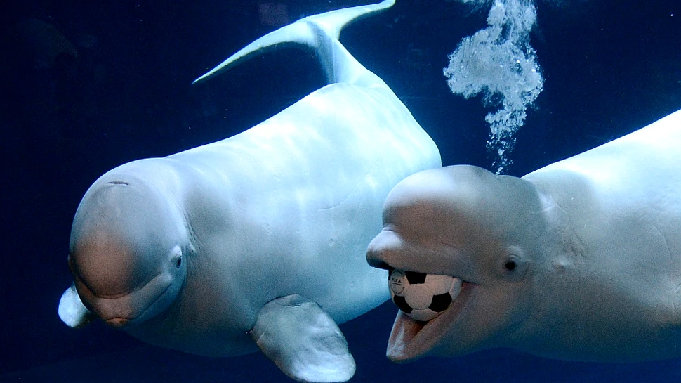 Uluitor: balena care imită vocea omului „doreşte să comunice cu noi”, afirmă cercetătorii (AUDIO)