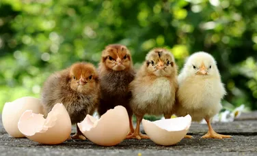 Paradoxul ”găinii şi oului” a fost reconceptualizat în contextul mecanicii cuantice, iar rezultatele pot fi cel puţin bizare