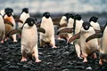 Ce au lăsat în urmă 200 de ani de activitate umană în Antarctica. O nouă analiză a dezvăluit o imagine tulburătoare