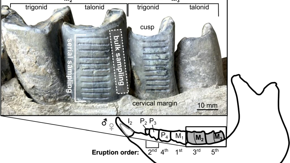 Rinocerii antici trăiau în turme uriașe în urmă cu 12 milioane de ani