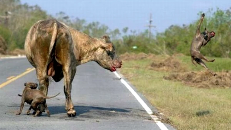 Pitt-bulli VS taur – o lupta de o ferocitate rar intalnita (FOTO)