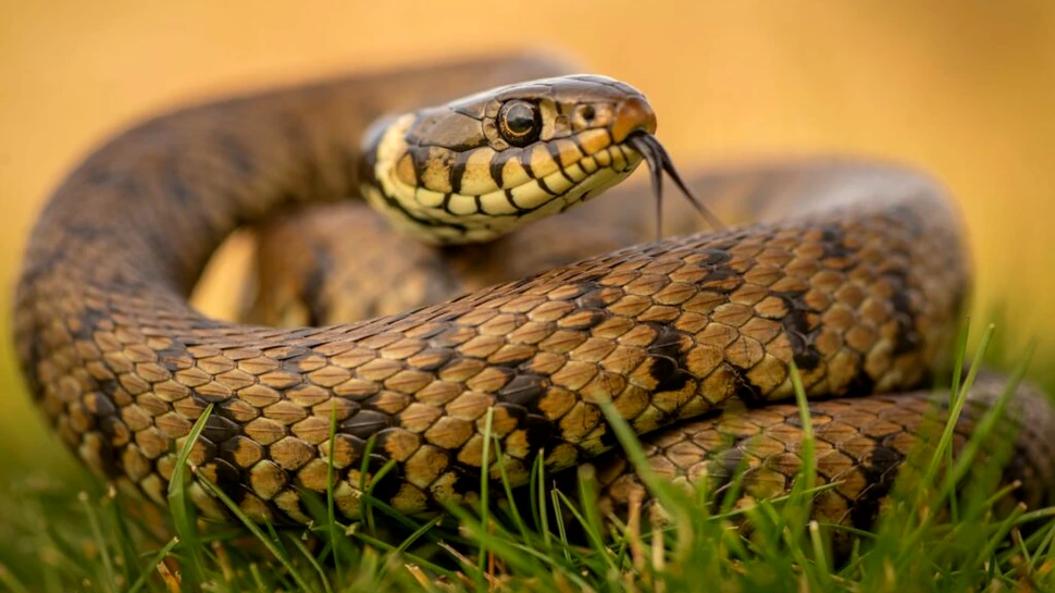 De ce șerpii evoluează mereu în canibali?