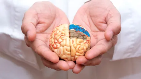 Mai mult magneziu înseamnă o mai bună sănătate a creierului, arată un studiu australian