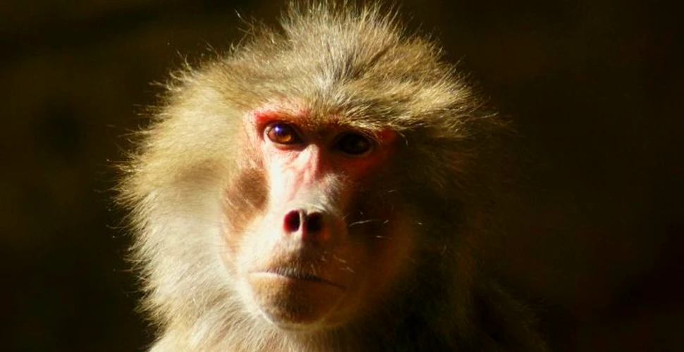 EXPERIMENT cu urmări uriaşe. Un babuin a supravieţuit aproape 3 ani cu o inimă de porc. Cercetători: Şi omul ar putea la fel – FOTO+VIDEO