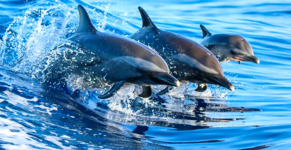 Algele toxice au ucis sute de delfini și lei de mare pe coasta Californiei