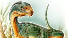 Cercetătorii au descoperit un T-Rex erbivor