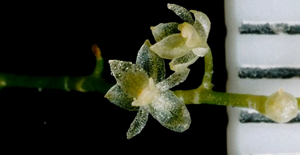 Cea mai mica orhidee din lume, descoperita din intamplare