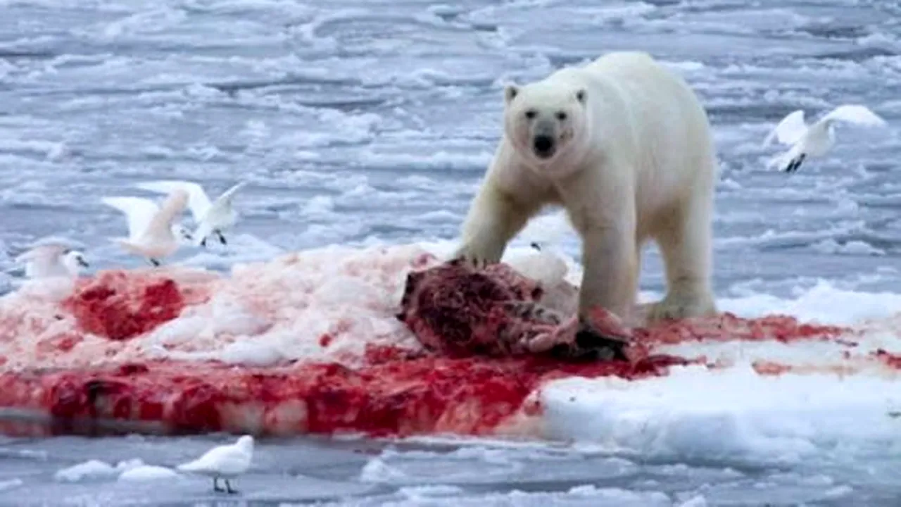 1-polar 