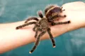 Test de cultură generală. De ce au păianjenii 8 picioare?