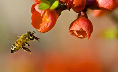 Cum ne-ar putea ajuta albinele să vorbim cu extratereștrii?