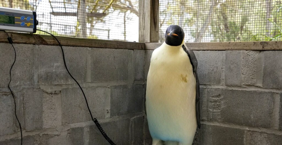 Pentru prima dată, un pinguin imperial a ajuns în Australia