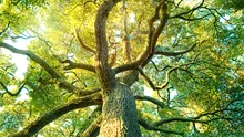 Plantele terestre au sprijinit fotosinteza globală între 2003 și 2021, compensând parțial scăderea din oceane