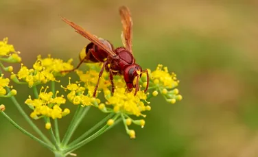 O specie de viespe poate consuma alcool toată săptămâna fără să se îmbete