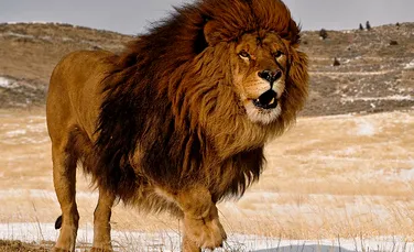 Condiţiile de captivitate pun viaţa leilor în pericol. ”Se va întoarce şi va acoperi orice urmă a muncii noastre chirurgicale” – FOTO