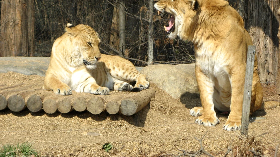 Ligrul: întâlnirea rară dintre regele leu și tigru