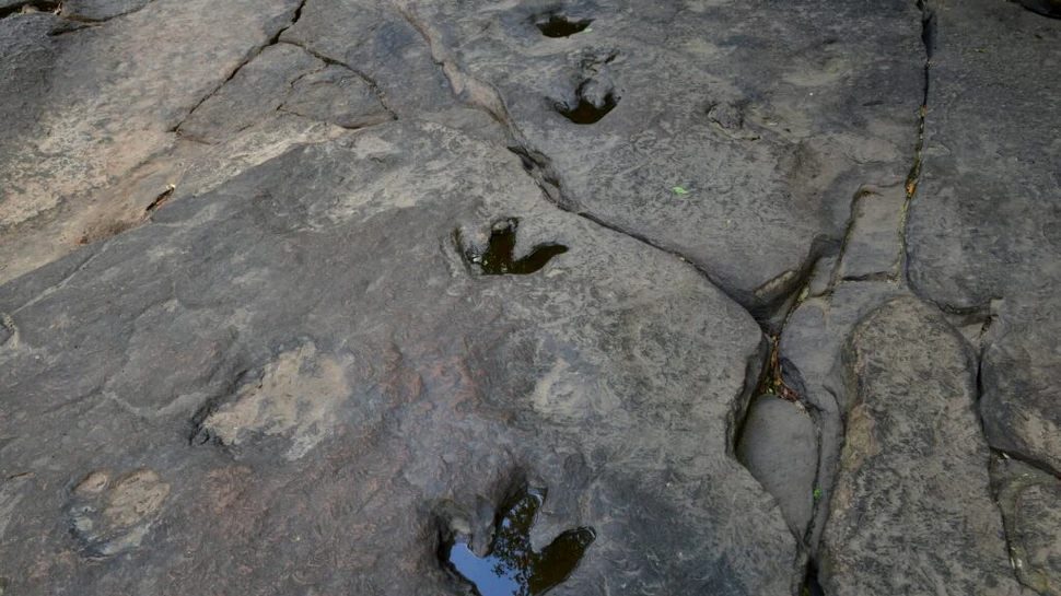 Inteligența Artificială intră pe urmele dinozaurilor: aplicația care identifică speciile după amprente