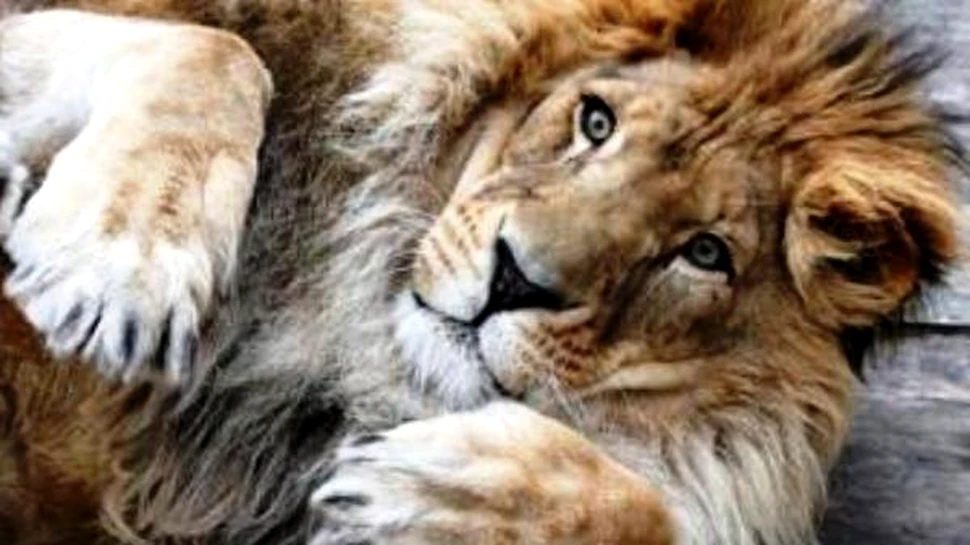 Amenintari cu moartea pentru producatorii de hamburgeri din carne de leu