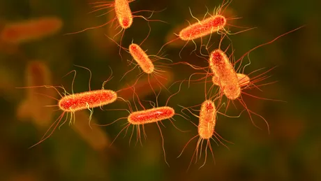 Proteina care ucide E. coli, creată cu ajutorul Inteligenței Artificiale