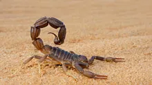 Cercetătorii au scos la iveală secretul metalic al scorpionilor