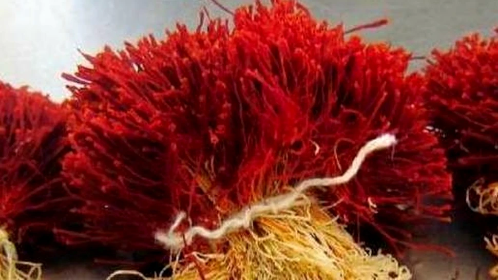 În România se cultivă ”Aurul roşu”