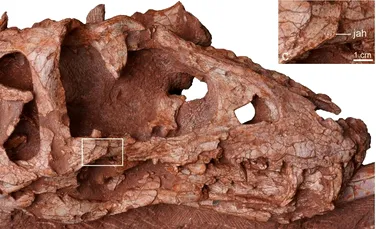 Fosile uimitoare au dus la identificarea unui nou tiranozaur