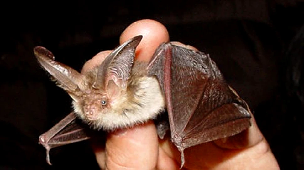 Sindromul nasului alb: alarma in Europa