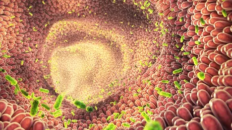 Microbii intestinali ne-ar putea proteja de „chimicalele veșnice”
