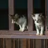 Pisici eliberate din izolare după 3 luni, într-un oraș German