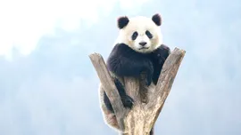 Test de cultură generală. De ce urșii panda stau uneori în mâini?