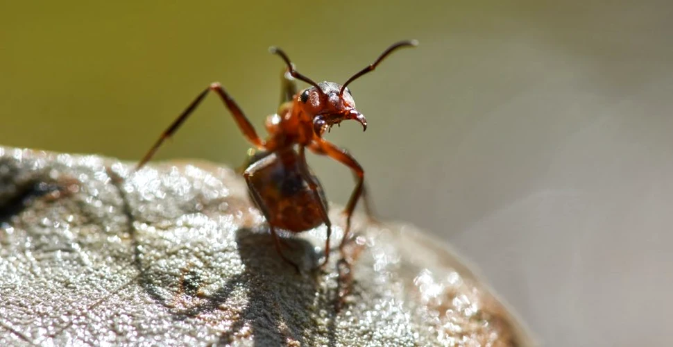 O specie de furnici își poate micșora și regenera creierul. Sunt singurele insecte cunoscute capabile de așa ceva