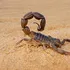 Cercetătorii au scos la iveală secretul metalic al scorpionilor