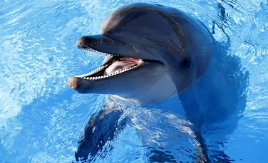 De ce au murit sute de delfini în ultima lună? Cercetătorii au descifrat misterul