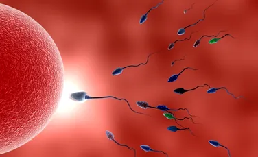 Cea mai veche spermă a putut fi folosită pentru inseminare şi a fost un succes