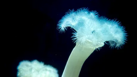 Descoperirea care ar putea rescrie evoluția. Ce au aflat cercetătorii despre anemonele de mare?