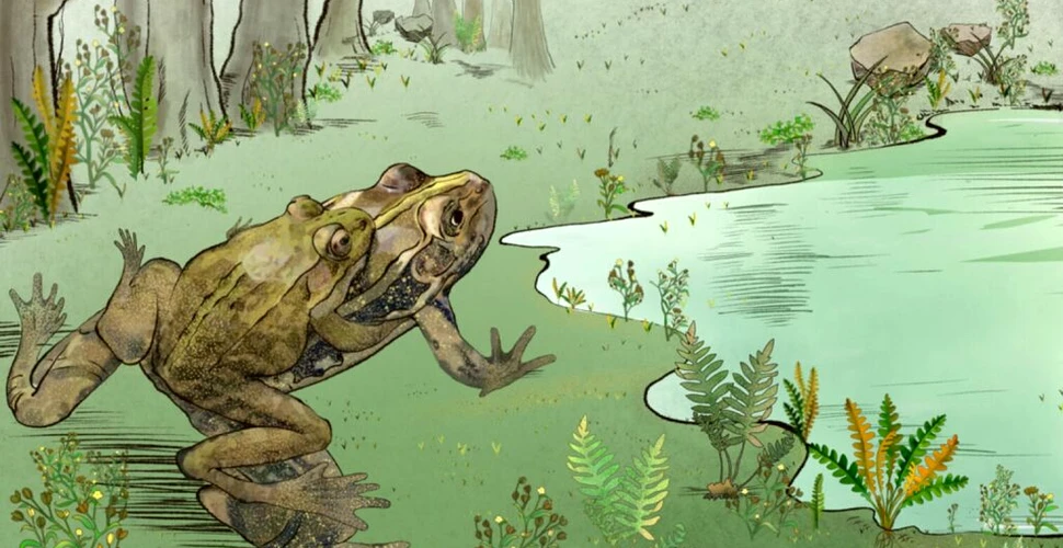 O broască de pe vremea dinozaurilor s-a conservat cu abdomenul plin cu ouă