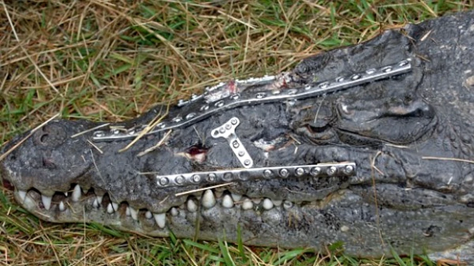 Robo-Crocodilul a scapat de la moarte