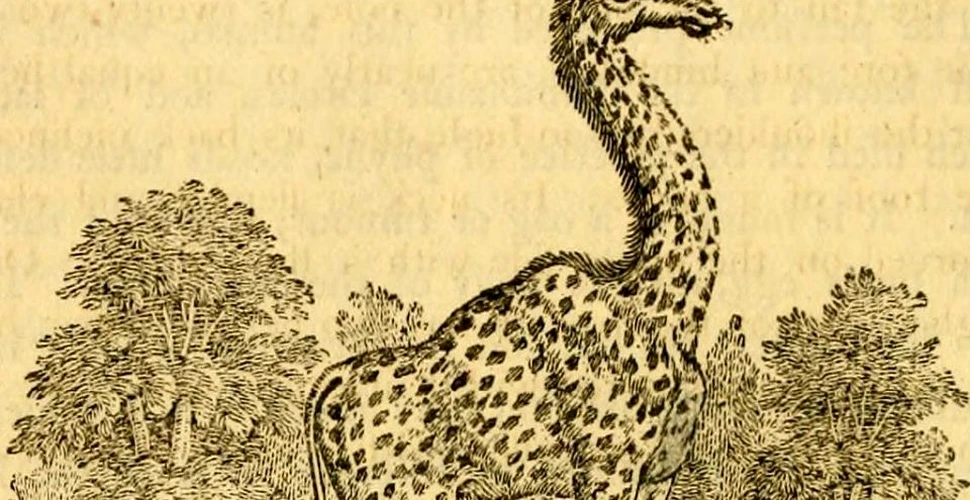 Cadou de la Cleopatra, prima girafă a fost adusă în Europa de Caesar şi poreclită de romani ”cameleopard”