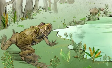 O broască de pe vremea dinozaurilor s-a conservat cu abdomenul plin cu ouă