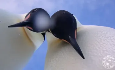 Un cercetător şi-a lăsat camera pe gheaţă, iar pinguinii au profitat de ocazie să-şi facă un selfie