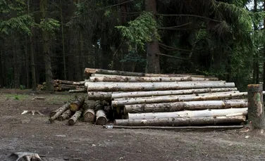 Expedierea lemnului din pădure pe timp de noapte, interzisă în România