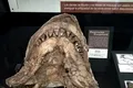 A fost descoperită o fosilă veche de 9 milioane de ani a unui strămoș colosal al Marelui Rechin Alb
